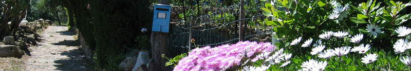 Blumen Isola del Giglio